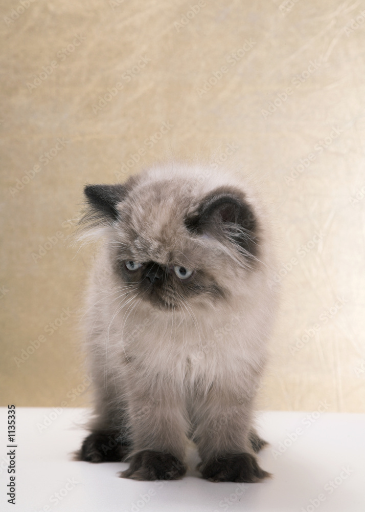 persian cat persian cat