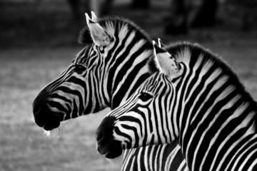 two zebra