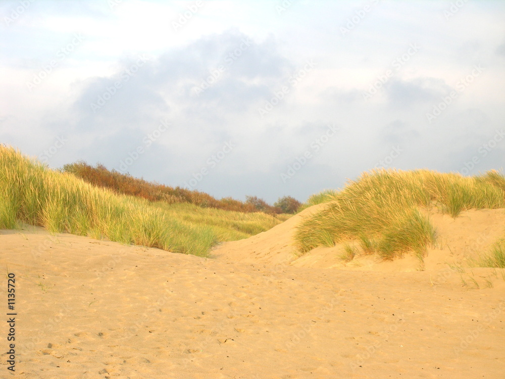 dünen an der nordsee dünen an der nordsee