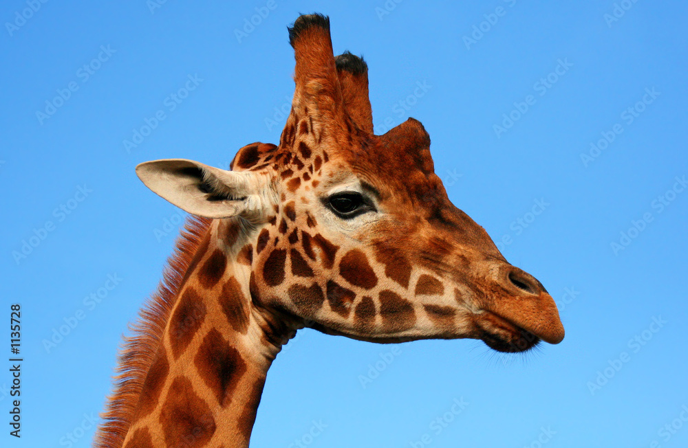 giraffe portrait