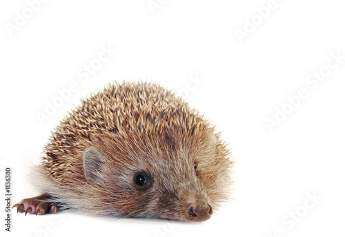 hedgehog