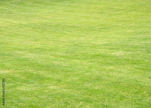 grass