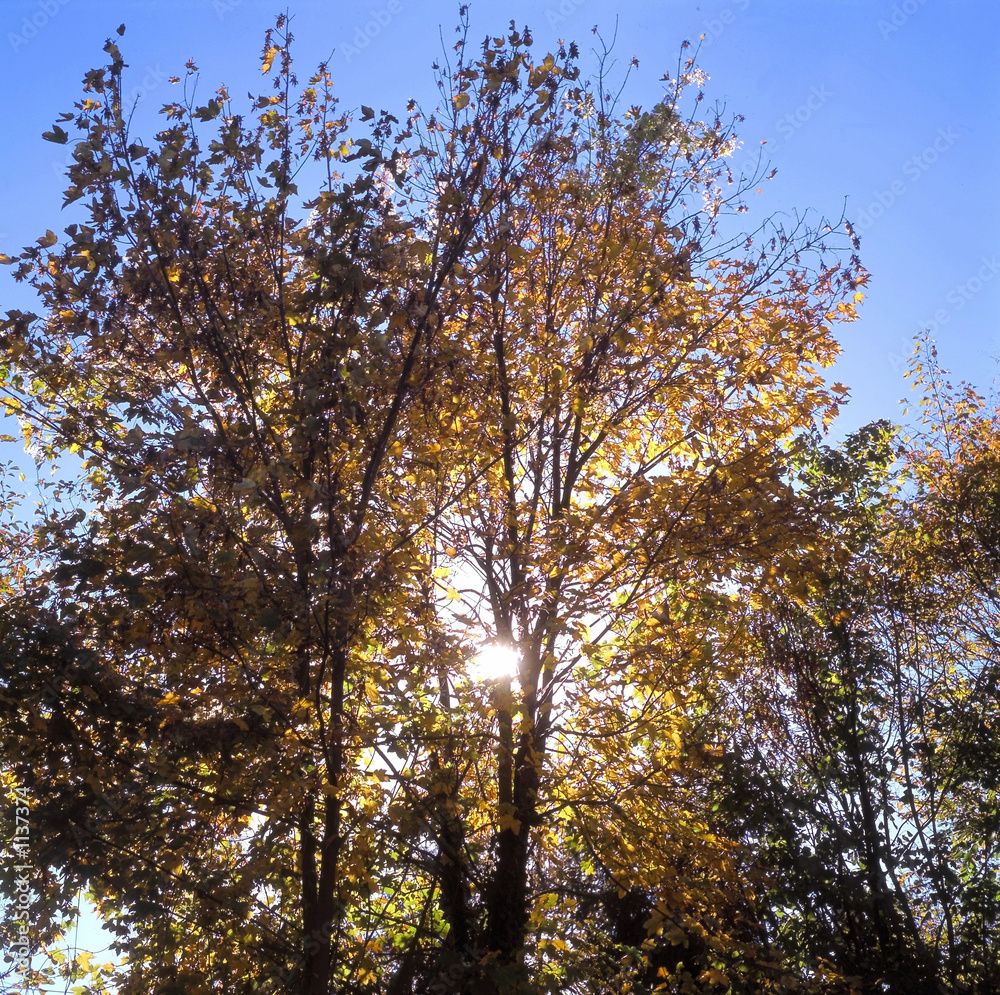 Fototapeta premium herbstblätter23