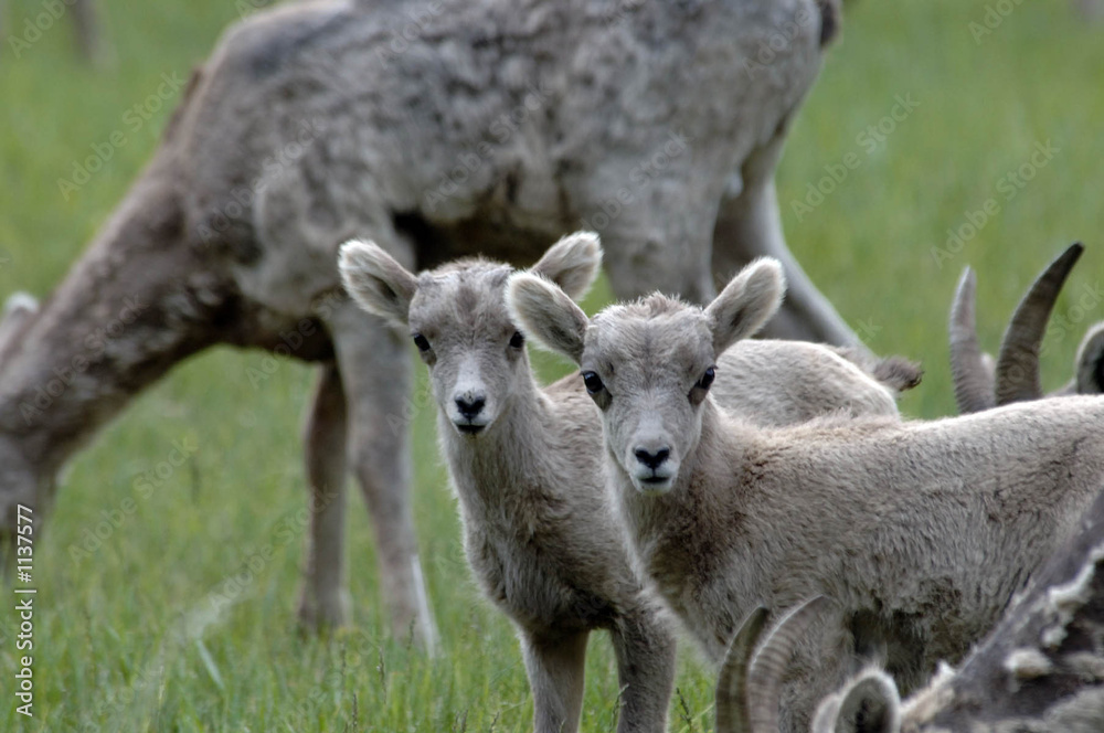 mountain sheep lambs