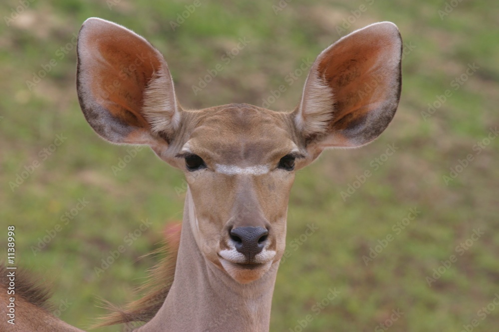 neugierige antilope