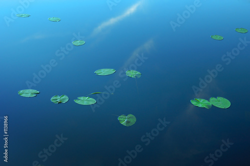Fotografie, Obraz water-lilies