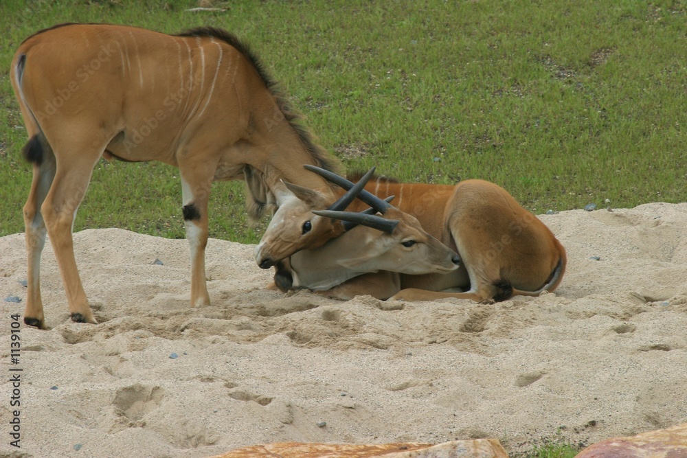 Fototapeta premium zärtlichkeit