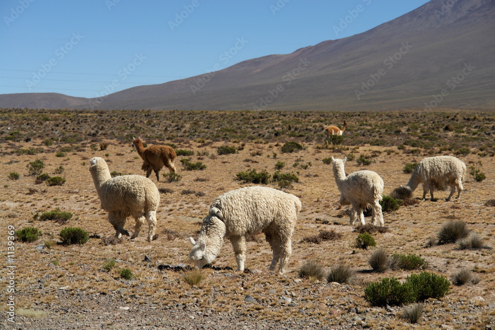 Fototapeta premium lama