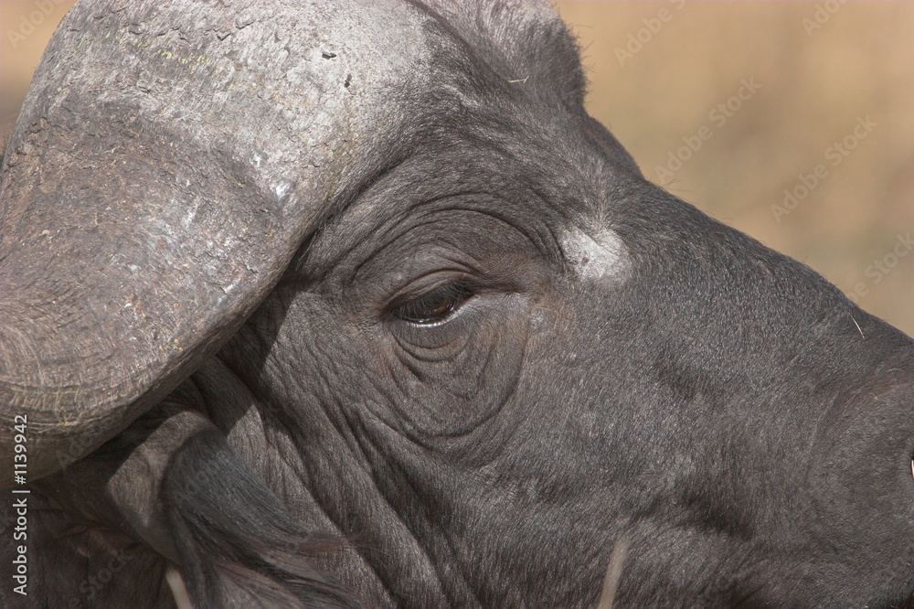 Obraz premium buffalo close-up