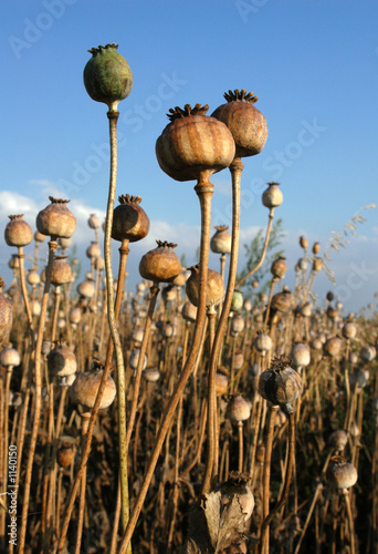 poppy field