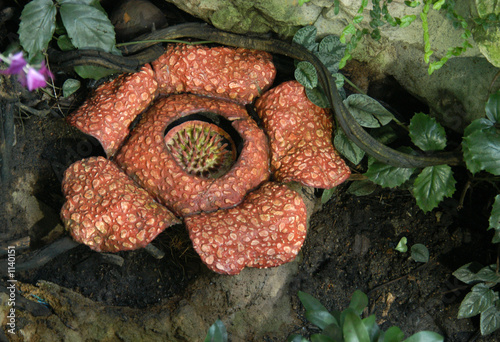rafflesia photo