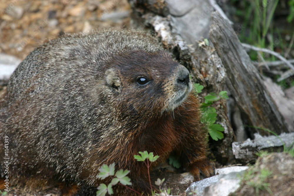 yellow-bellied marmot at grand teton national park yellow-bellied marmot at grand teton national park