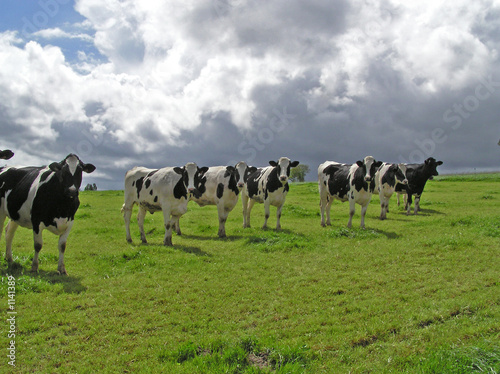 0399-vaches 