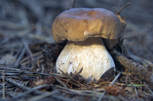 steinpilz