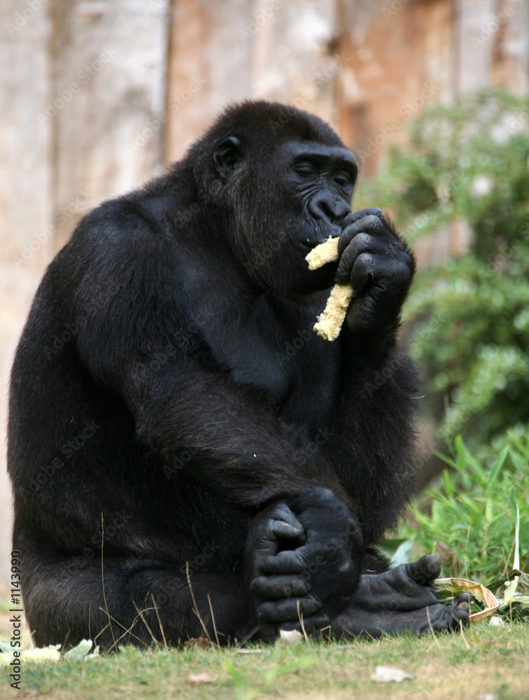 gorilla