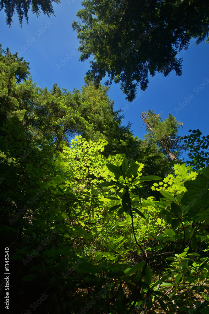 Fototapeta premium verdant pacific northwest forest