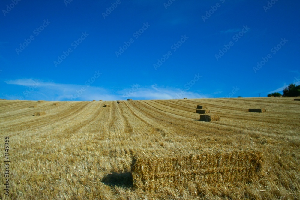 Fototapeta premium bring in the straw