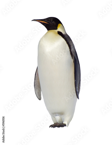 Fotografie, Obraz penguin