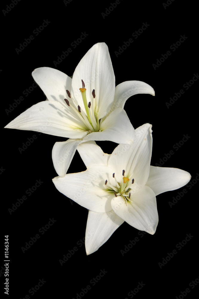 lilien lilien