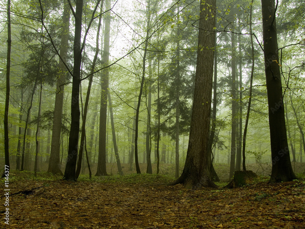 Fototapeta premium goblin in misty forest