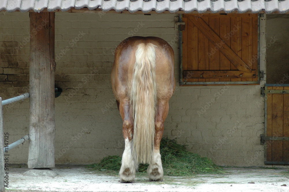 Fototapeta premium horse's ass