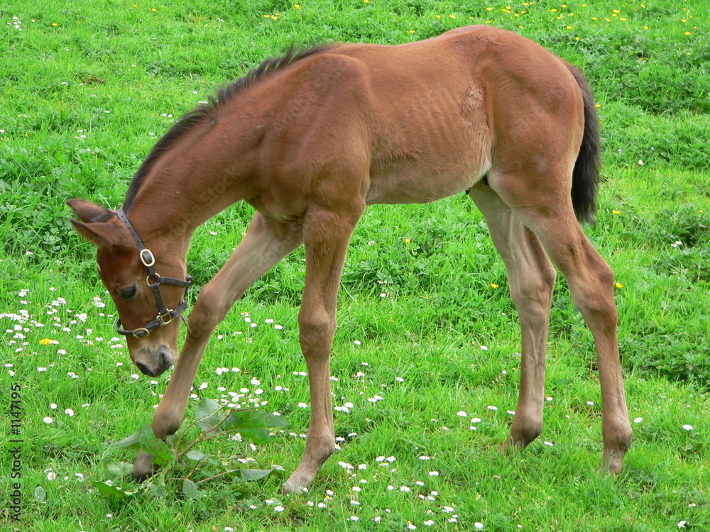 Fototapeta premium foal