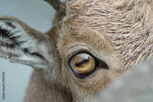 eye of goat photo