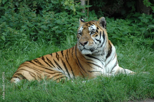 big tiger