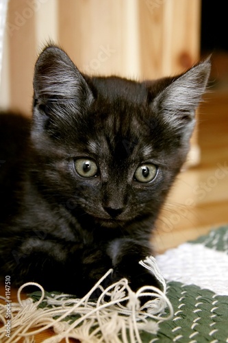 cute kitty