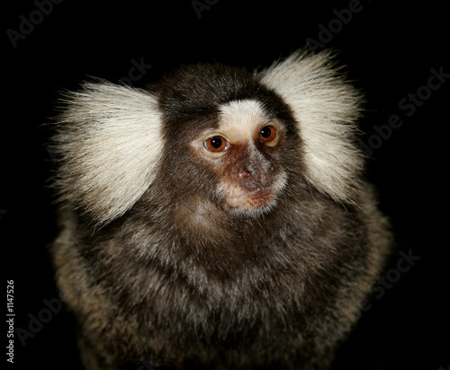 little monkey