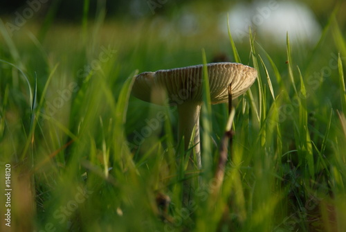 wiesenpilz