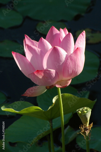 lotus