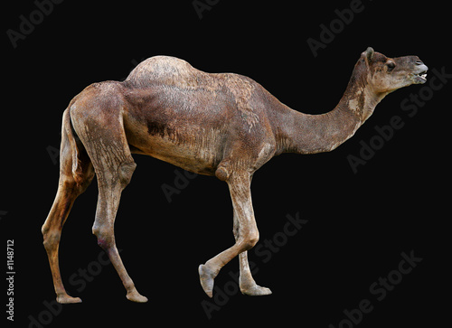 isolated camel