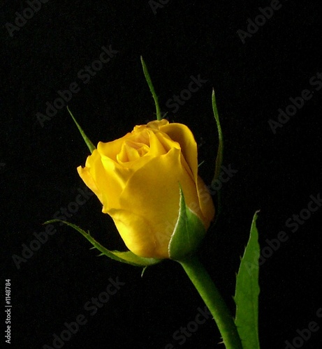 gelbe rose - yellow rose