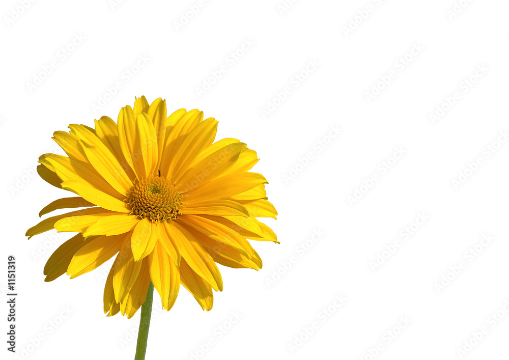 gelbe margerite freigestellt Stock Photo Adobe Stock