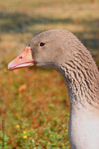 mean goose