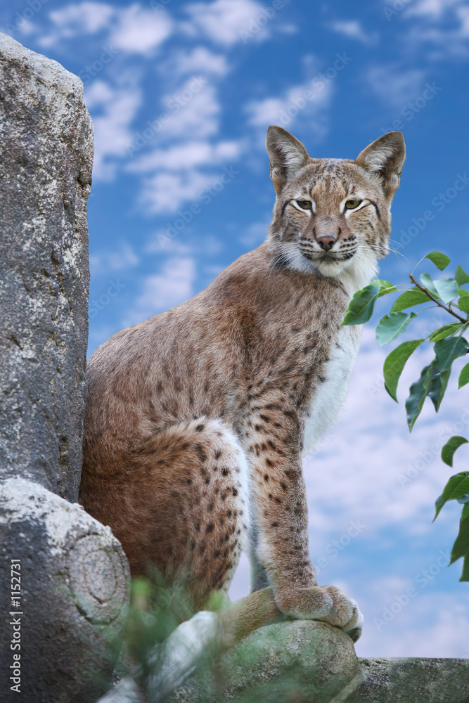 siberian lynx siberian lynx