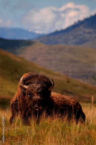 buffalo