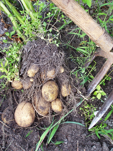 kartoffelernte