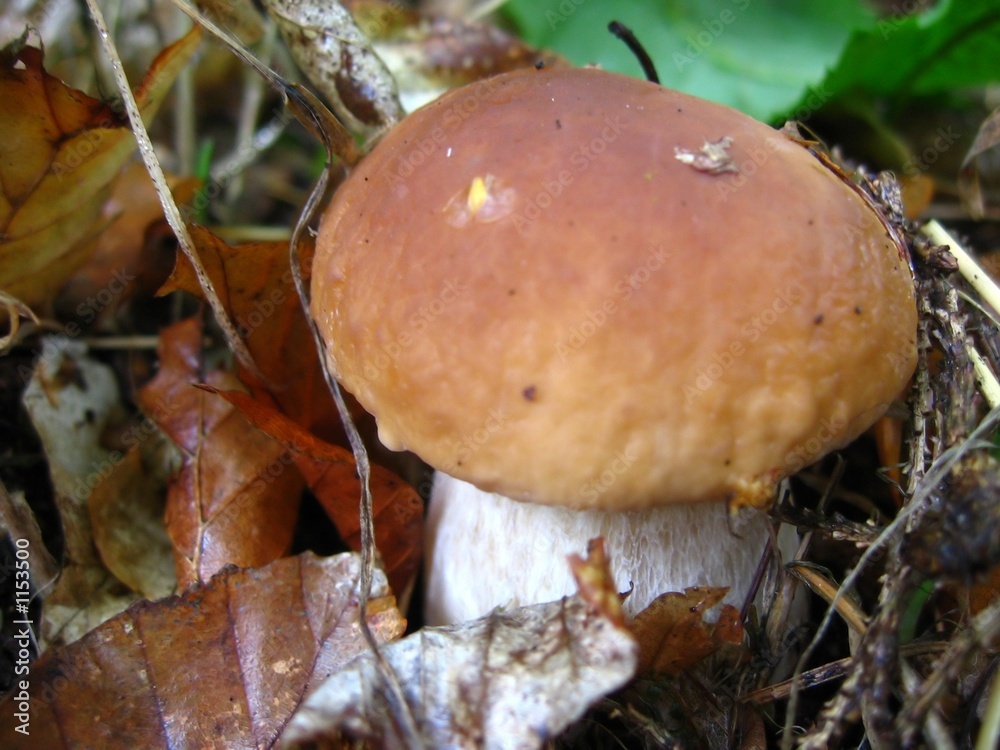 mushroom mushroom