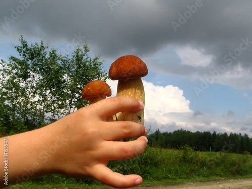 mushrooms in hand photo