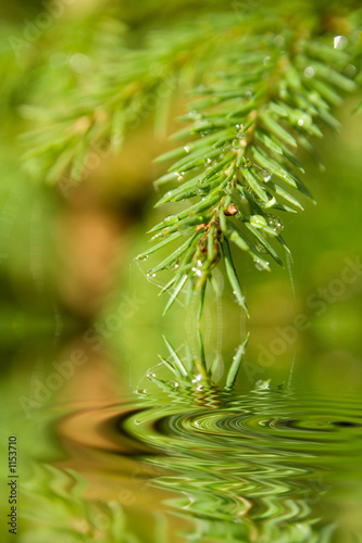 drops of dew on a fur-tree