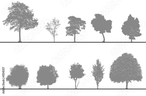 arbres pour coupes et élévations photo