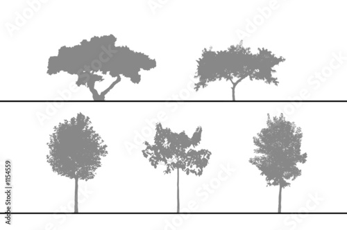 arbres pour coupes et élévations photo