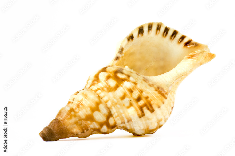 isolated shell on white background isolated shell on white background