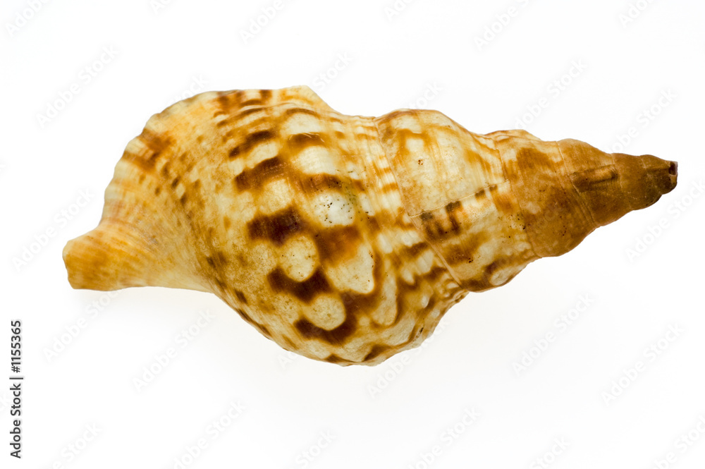 isolated shell on white background