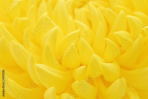 chrysanthemum background
