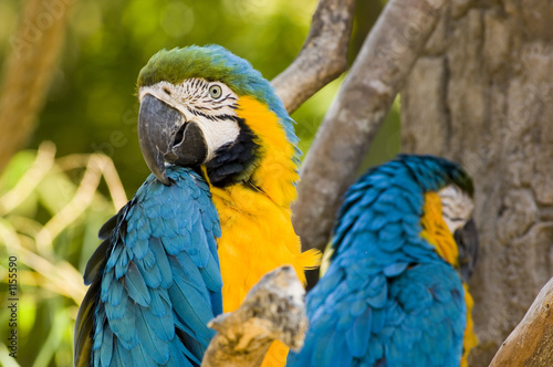 blue and yellow macaws - was it something i said?