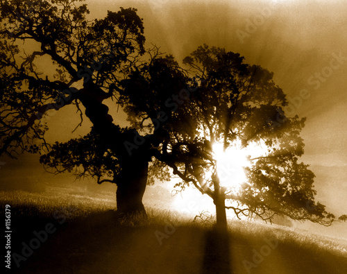 morning mist