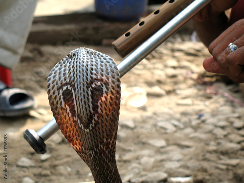 cobra et main du charmeur de serpent